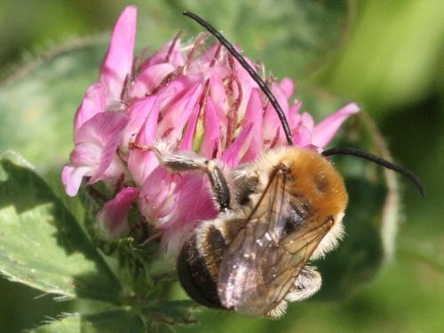 Réf. 323 054 : Eucera sp.
